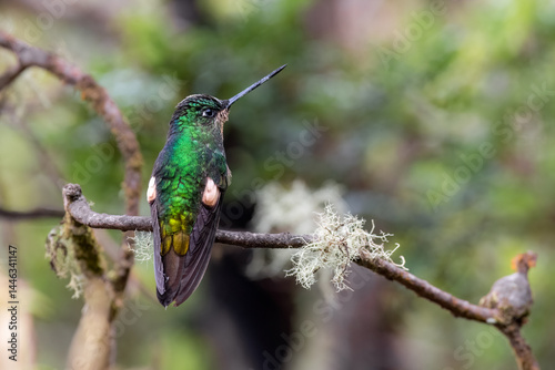 Back hummingbird perched on a mossy branch. Species Buff winged Starfrontlet, Coeligena Lutetiae