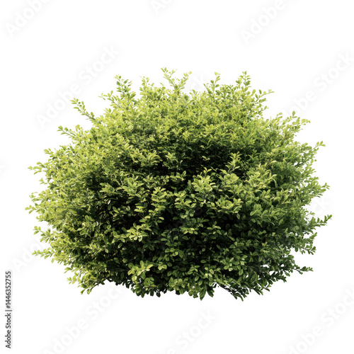 Green bush shrub foliage isolated on transparent background