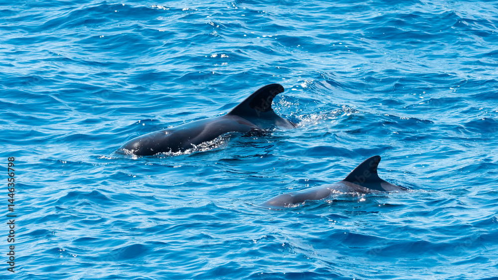 Obraz premium Dolphins in the blue waters at Grand canary island