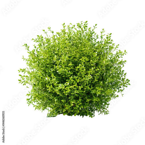Green bush topiary plant isolated on transparent background