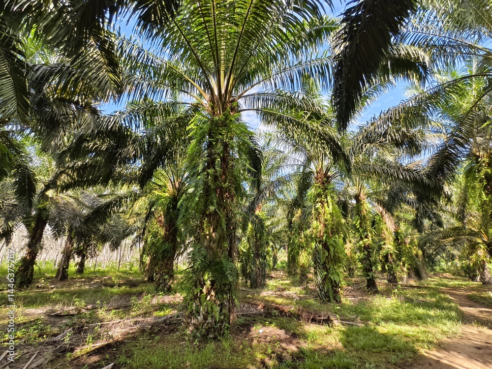 Obraz premium oil palm plantation in the morning