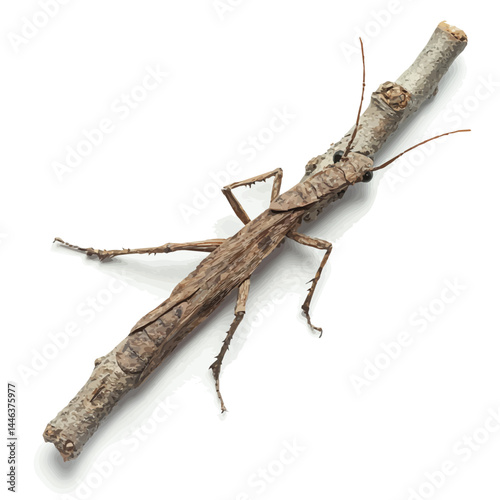Walking Stick Insect Camouflaged In The Branches, watercolor vector, isolated on a white background.