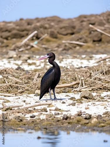 Phalacrocorax carbo sinensis