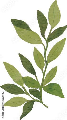 Illustration of Green Leafy Branch