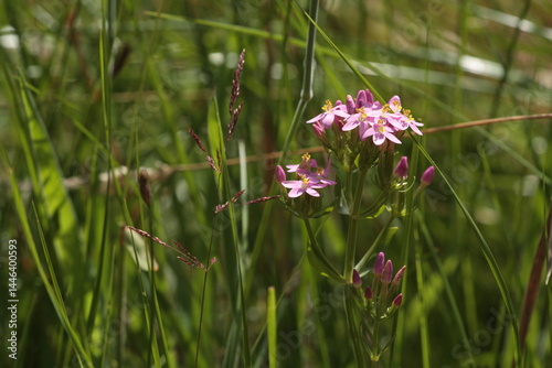 Common centaury