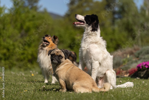Photography Cute dogs having fun in a garden in spring outdoors