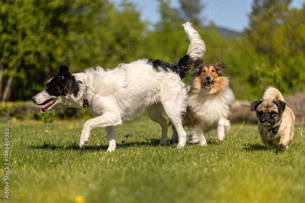 Cute dogs having fun in a garden in spring outdoors