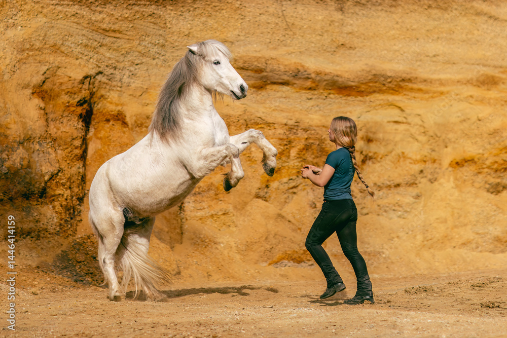 A young woman and her white icelandic horse gelding interacting in a sand pit; horsemanship concept