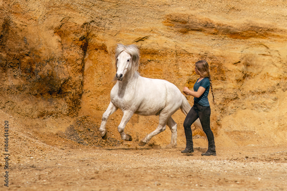 A young woman and her white icelandic horse gelding interacting in a sand pit; horsemanship concept
