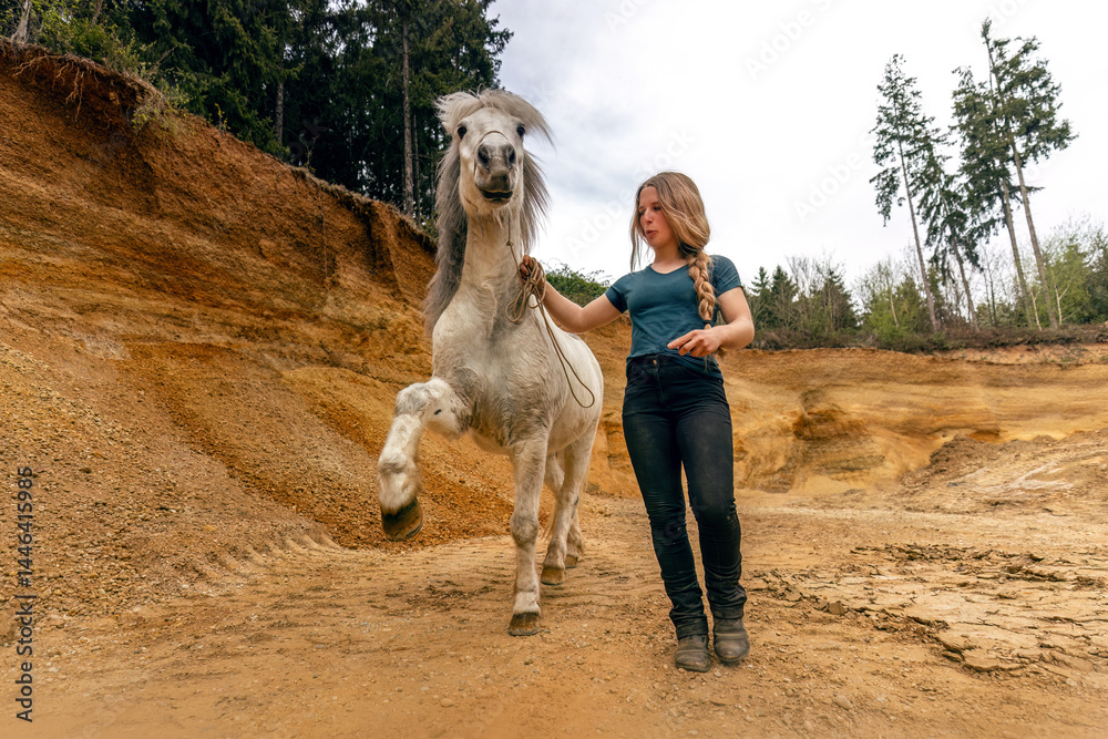 A young woman and her white icelandic horse gelding interacting in a sand pit; horsemanship concept