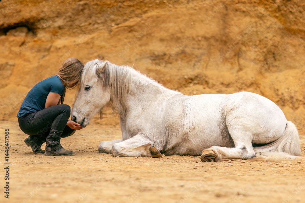 Fototapeta premium A young woman and her white icelandic horse gelding interacting in a sand pit; horsemanship concept