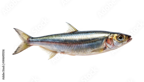 Silver stripe fish isolated on transparent background, likely a sardine or herring
