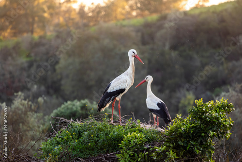 White stork bird (Ciconia Ciconia)