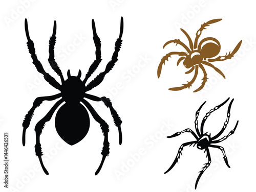 hairy spider, an isolated arachnid on a white background