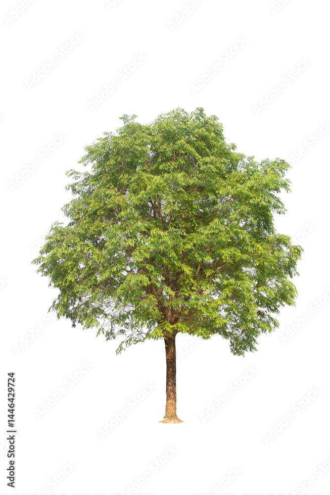 Obraz premium Green tree isolated on transparent background with clipping path, single tree with clipping path and alpha channel. are Forest and foliage in summer for both printing and web pages. 