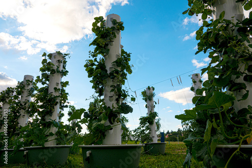 Obraz na płótnie Hydroponic Farm w salonie