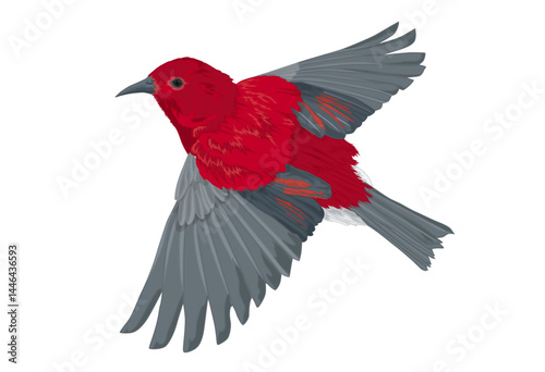 Apapane Honey Creeper Bird