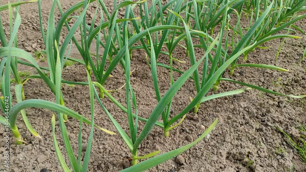 Garlic in the garden Garlic in the garden