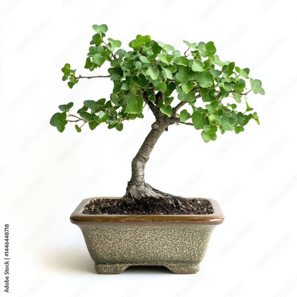 Serene Bonsai Tree: A Miniature Landscape of Tranquility Serene Bonsai Tree: A Miniature Landscape of Tranquility