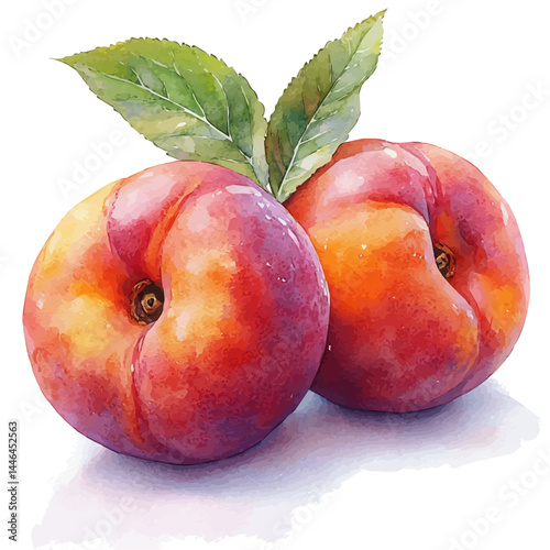Two Nectarines Resting Together, vector watercolor illustration, isolated on a white background.