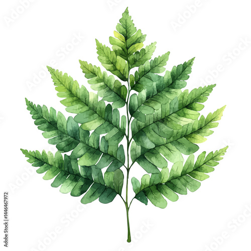 Tree Fern With Lush Green Leaves, watercolor vector, isolated on a white background.