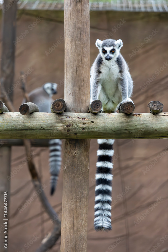 Fototapeta premium ring-tailed lemur (Lemur catta)