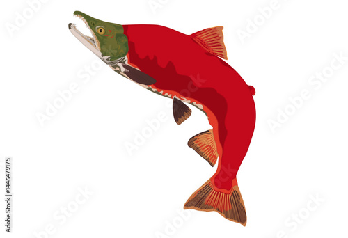 Kokanee Salmon