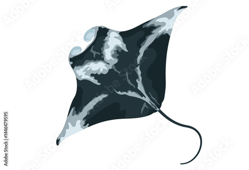 Manta Ray