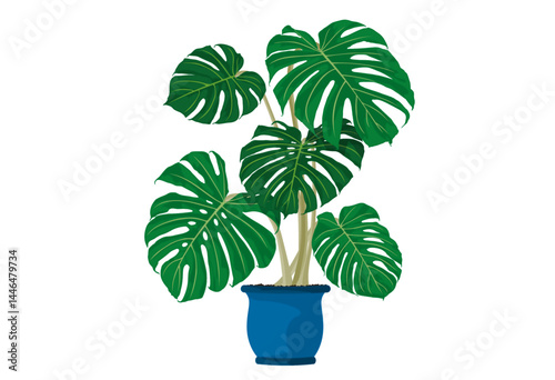 Monstera Plant
