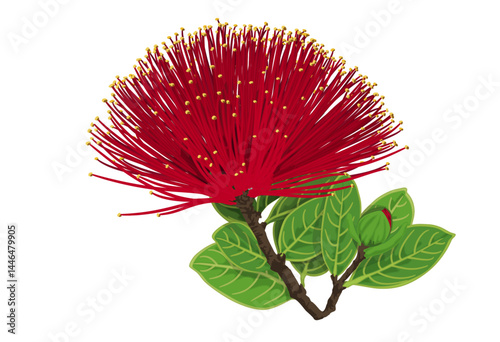 'Ohi'a Lehua flower