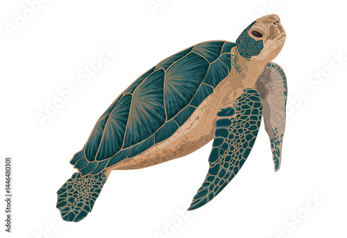 Sea Turtle