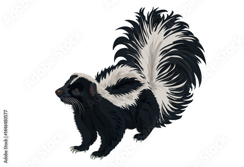 Skunk