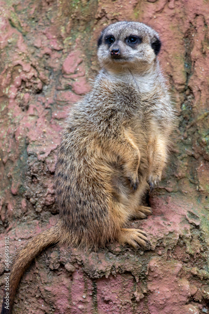Fototapeta premium meerkat (Suricata suricatta)
