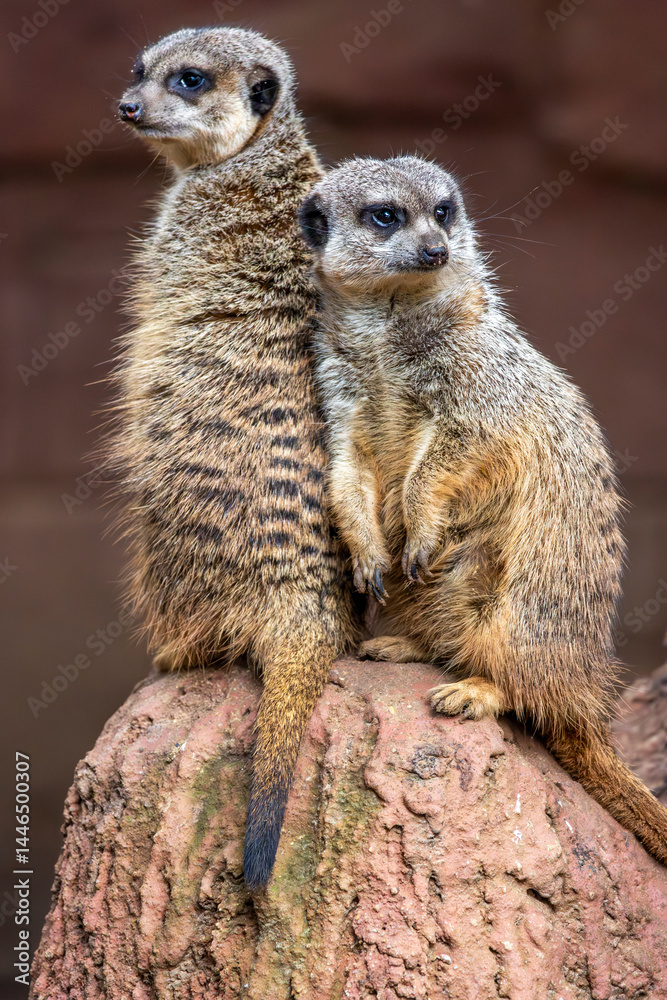 Fototapeta premium meerkat (Suricata suricatta)