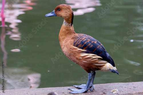 fulvous whistling duck (Dendrocygna bicolor) photo