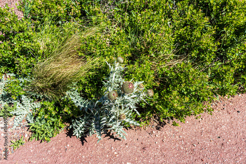 New Mexico Thistle plant at Capulin Volcano National Monument.