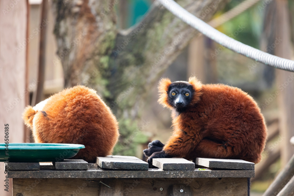 Fototapeta premium red ruffed lemur (Varecia rubra)