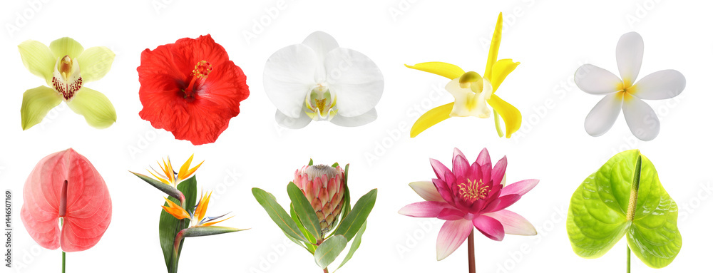 Beautiful tropical flowers isolated on white, set