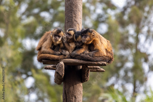 Photography black-striped capuchin (Sapajus libidinosus)