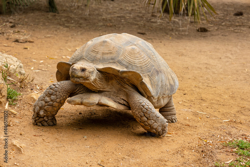African spurred tortoise (Centrochelys sulcata)