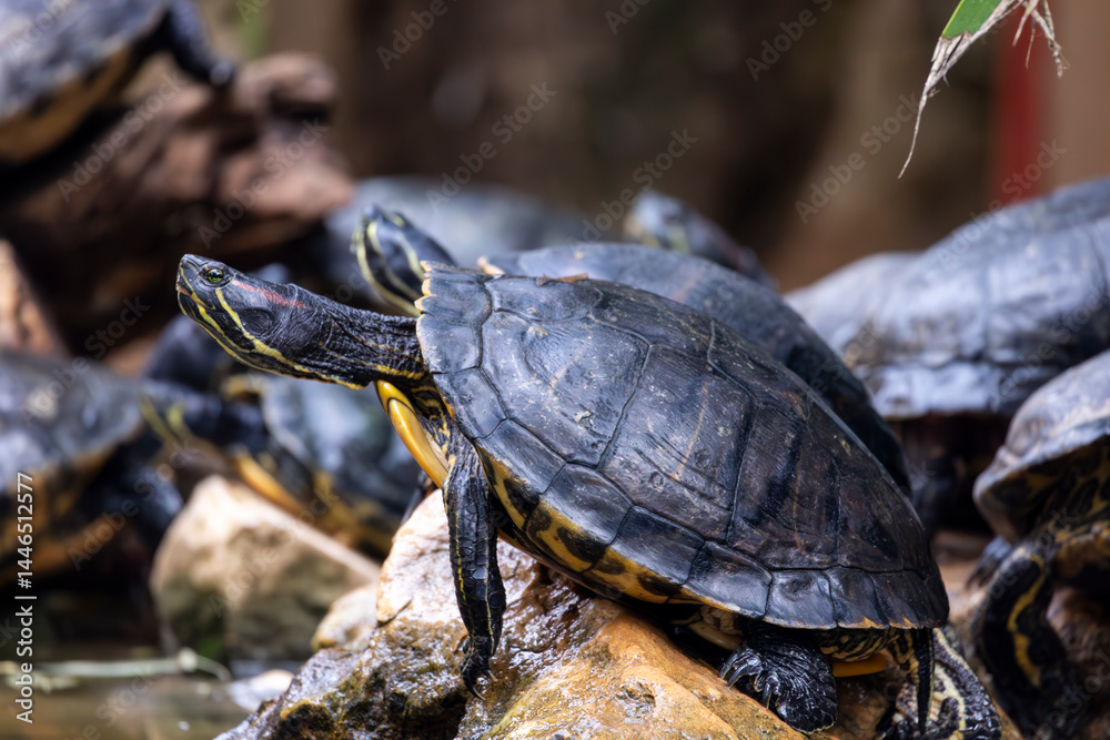 Fototapeta premium red-eared terrapin (Trachemys scripta elegans)
