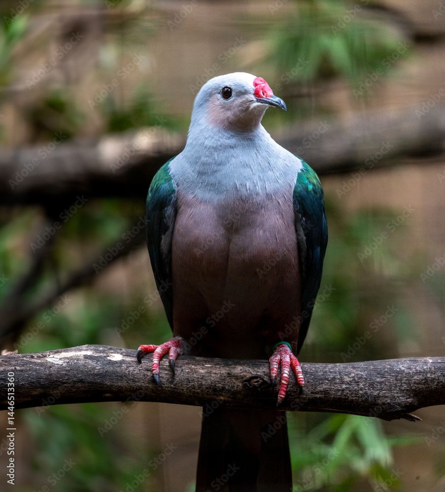 Obraz premium Red knobbed imperial pigeon (Ducula rubricera)