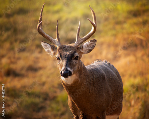 White tailed deer buck with antlers stands in a golden field during early morning light at a nature reserve in autumn