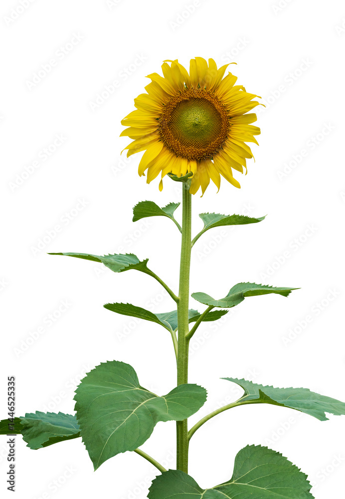 Obraz premium Sunflower flowers isolated on transparent background, PNG File