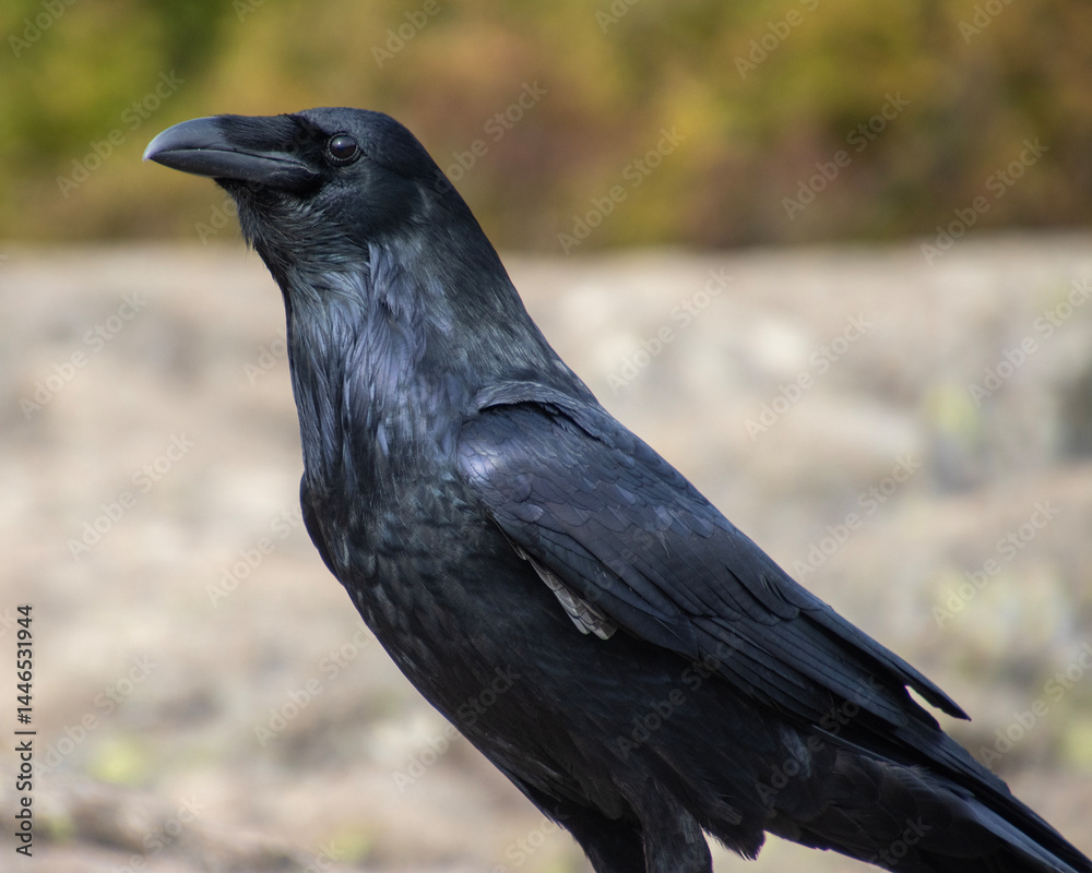 Fototapeta premium Black raven perched on rocks during daytime in a natural setting capturing the essence of wild avian life