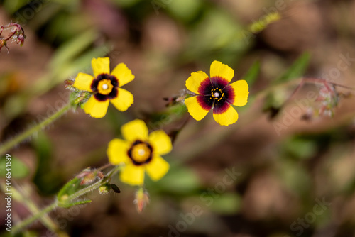 spotted rock-rose (Tuberaria guttata) wildflower