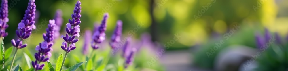 Fototapeta premium Vibrant lavender flowers blooming in a lush spring garden with blurred green foliage background, green, blooming, nature