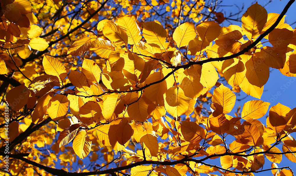 Fototapeta premium Autumn leaves gleam bright gold against a clear blue sky, branches framing the vibrant colors