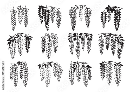 Wisteria flowers silhouette vector