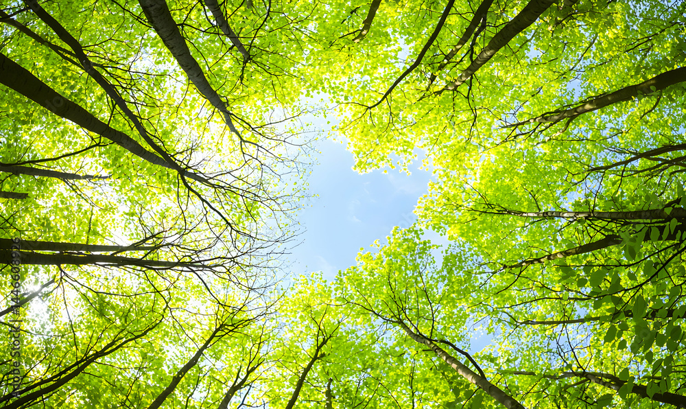 Fototapeta premium Forest canopy view from ground, featuring lush green leaves against a bright sky